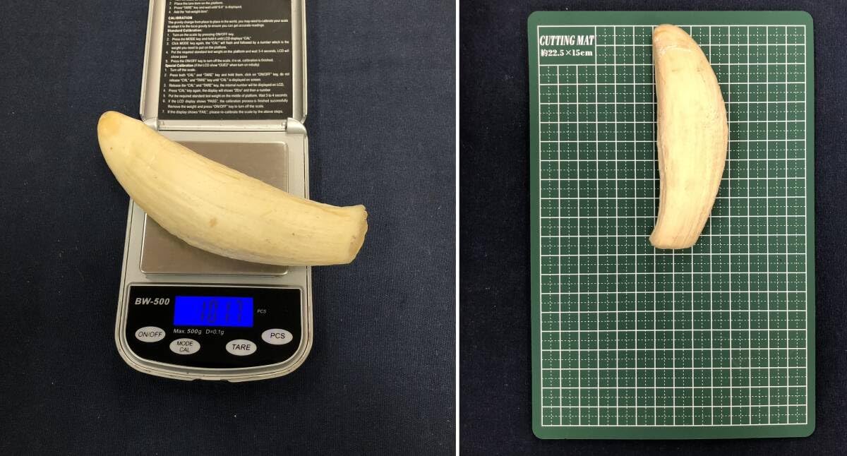 マッコウ鯨歯　本物約15cm 558g マッコウクジラの歯 【公式通販】